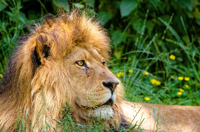 Lev africký.jpg