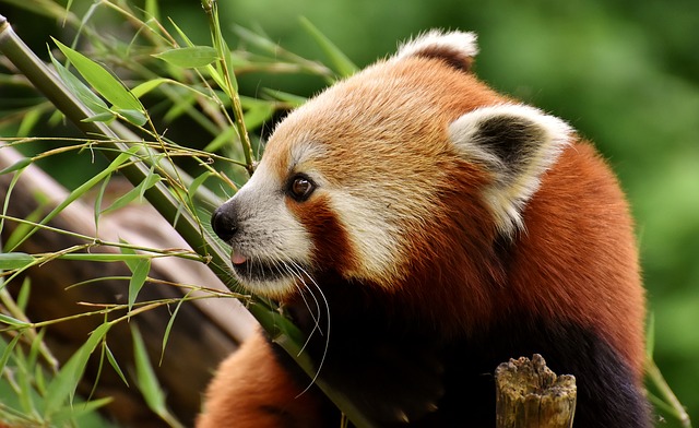 červená panda.jpg